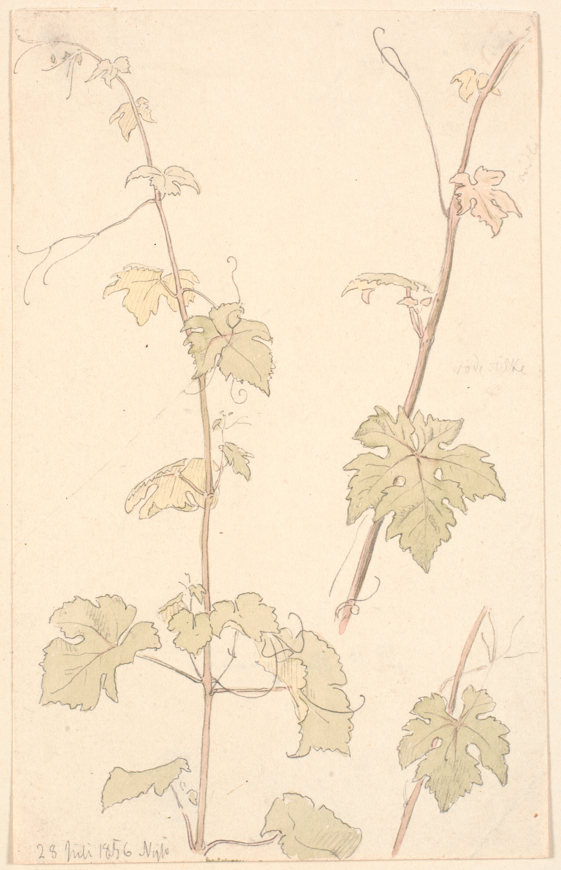 I sommeren 1856 tegner vores guldaldermaler P.C. Skovgaard den smukke unge vinranke på Nysø.